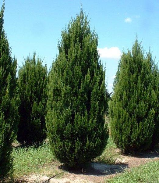 Juniperus chinensis Spartan 60+